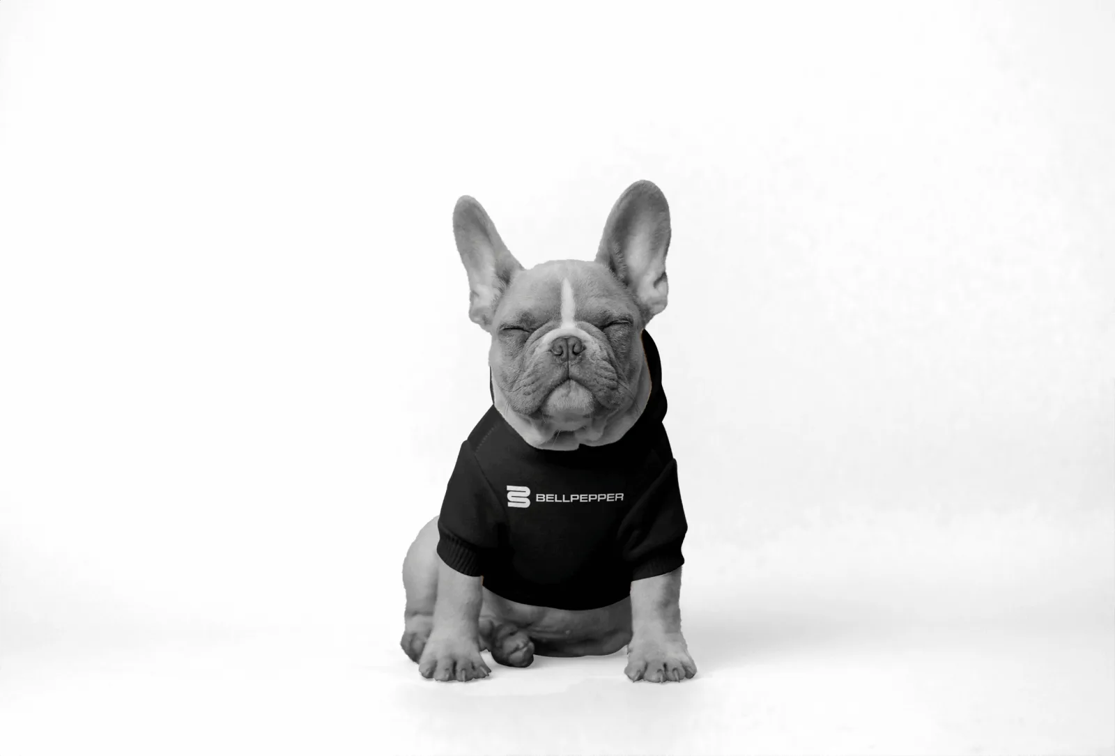 A French bulldog puppy wearing a black Bellpepper Media branded t-shirt